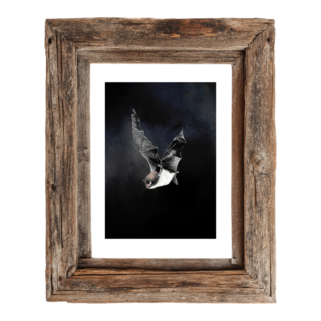 Bat - Night Messenger Realm